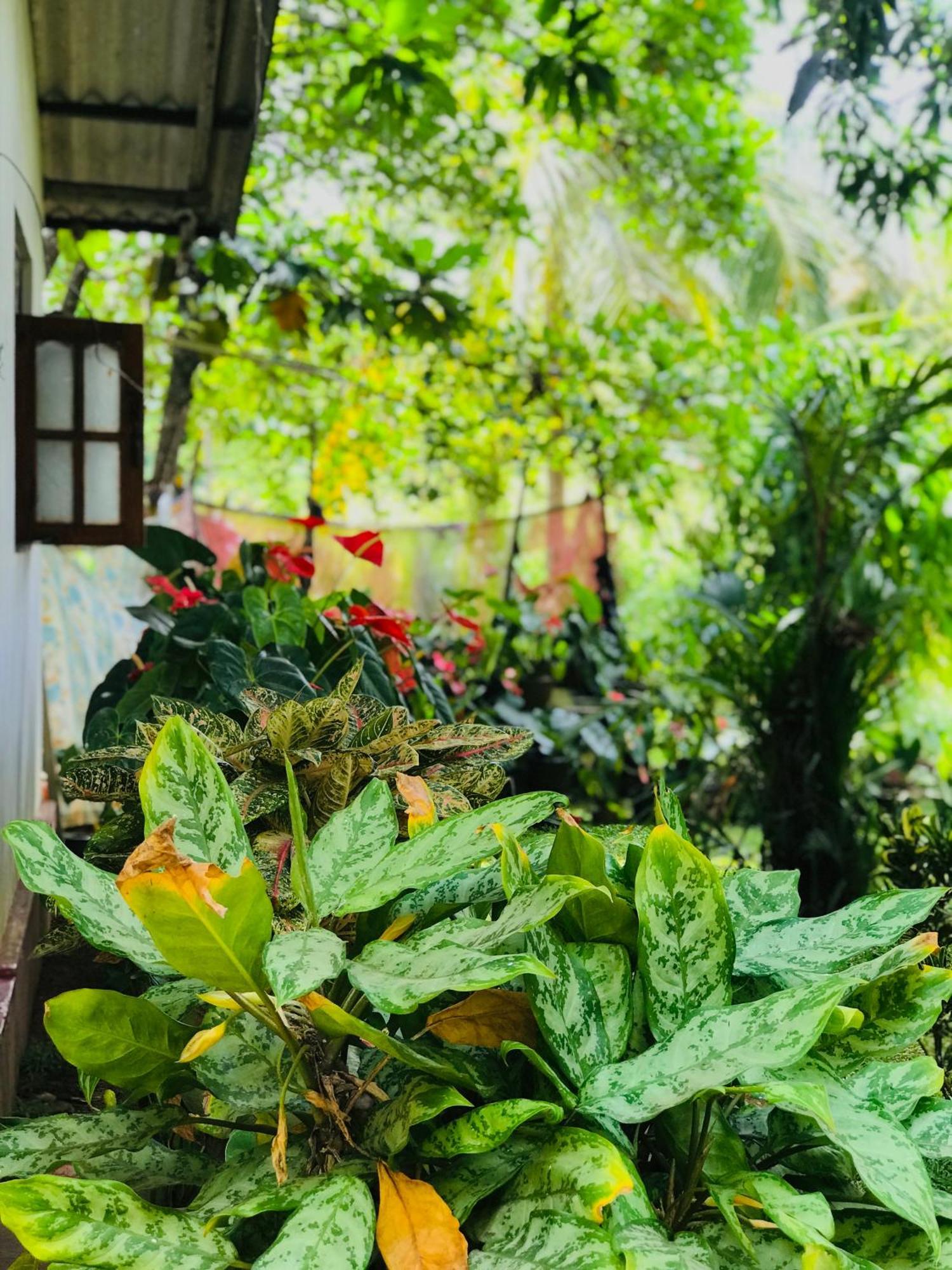 Sigiri Lakshan Home Stay Sigiriya Eksteriør bilde