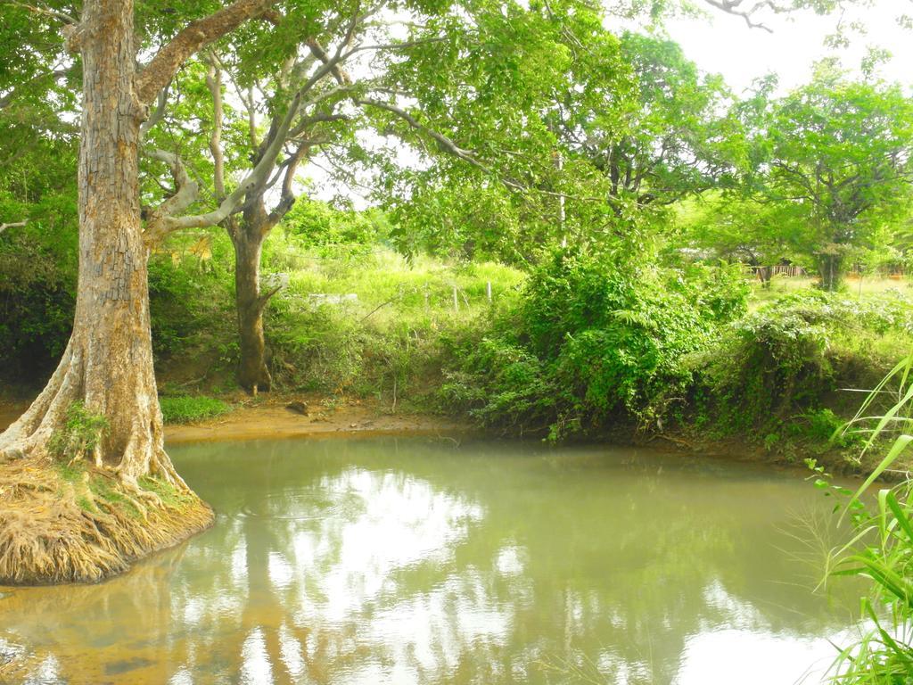Sigiri Lakshan Home Stay Sigiriya Eksteriør bilde